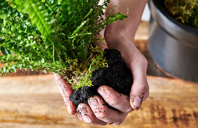 Pres jorden tæt omkring planten